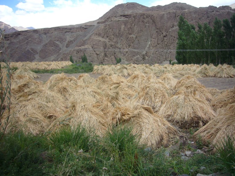 Travel - India - Ladakh - Rented Car - Alchi